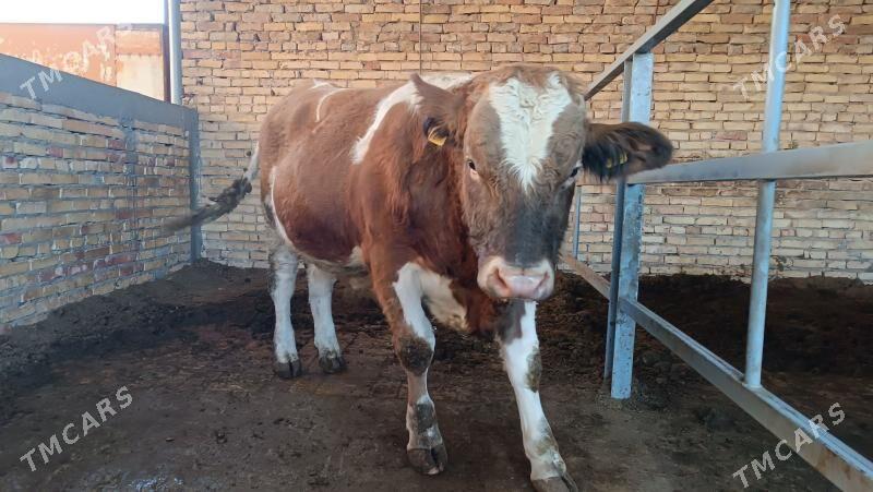 Simentall - Туркменабат - img 5