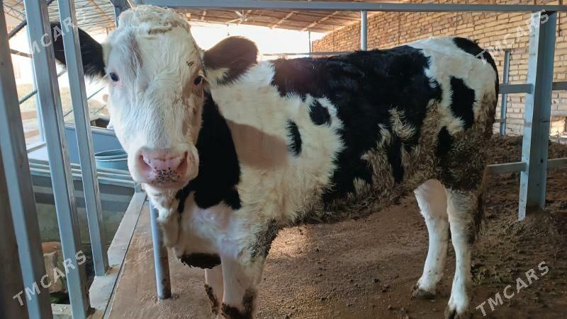 Simentall - Туркменабат - img 10