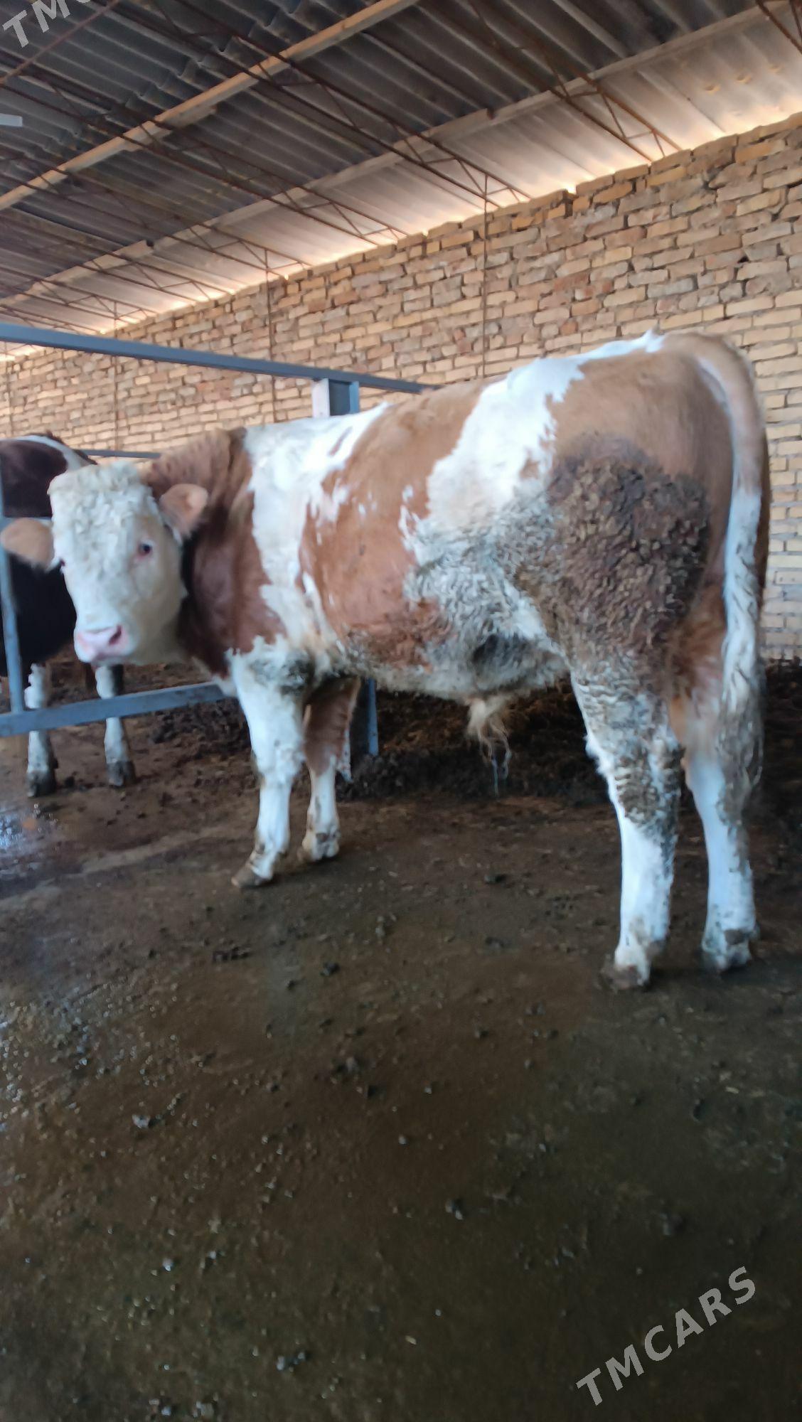 Simentall - Туркменабат - img 8