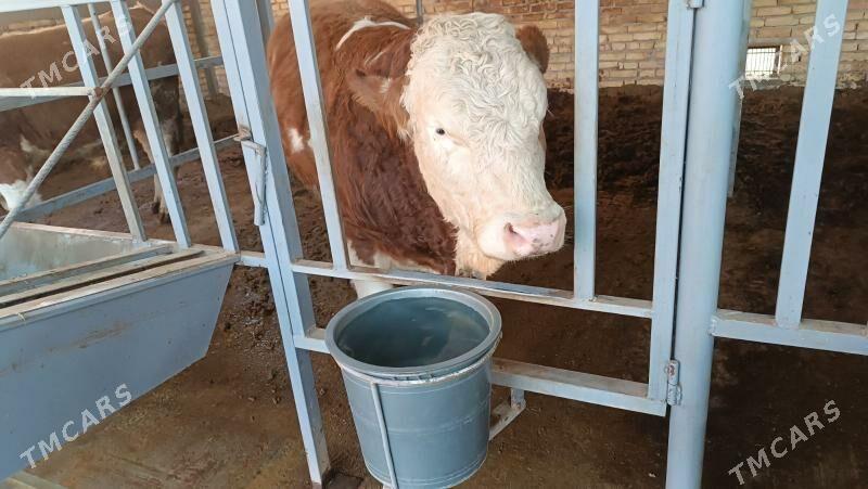 Simentall - Туркменабат - img 2