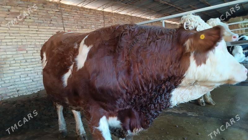 Simentall - Туркменабат - img 7