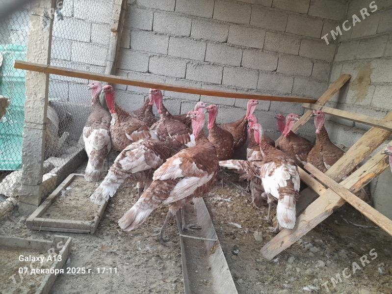 Horaz  Induklar. - Гёкдепе - img 5