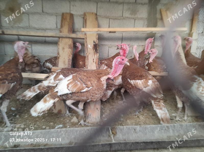 Horaz  Induklar. - Гёкдепе - img 2