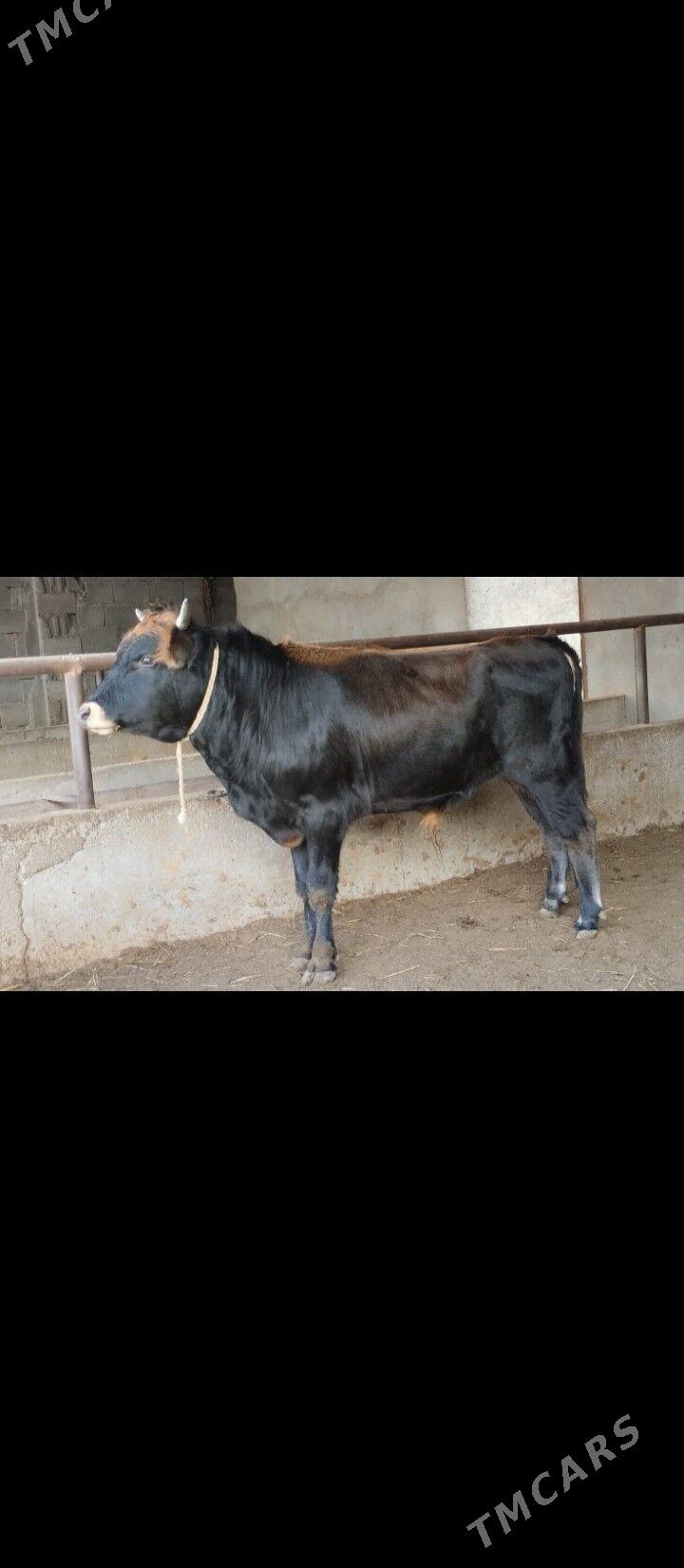 swes okuz - Бузмеин - img 1