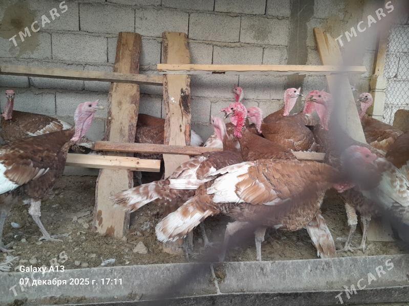 Horaz Induklar. - Гёкдепе - img 1