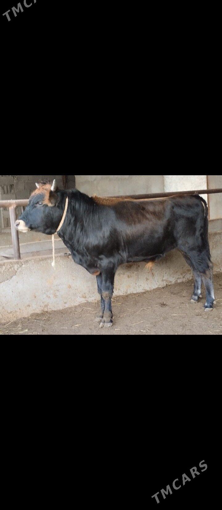 swes okuz - Büzmeýin - img 2