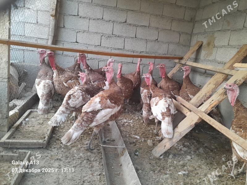 Horaz  Induklar. - Гёкдепе - img 4