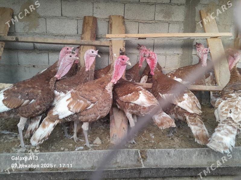 Horaz  Induklar. - Гёкдепе - img 3