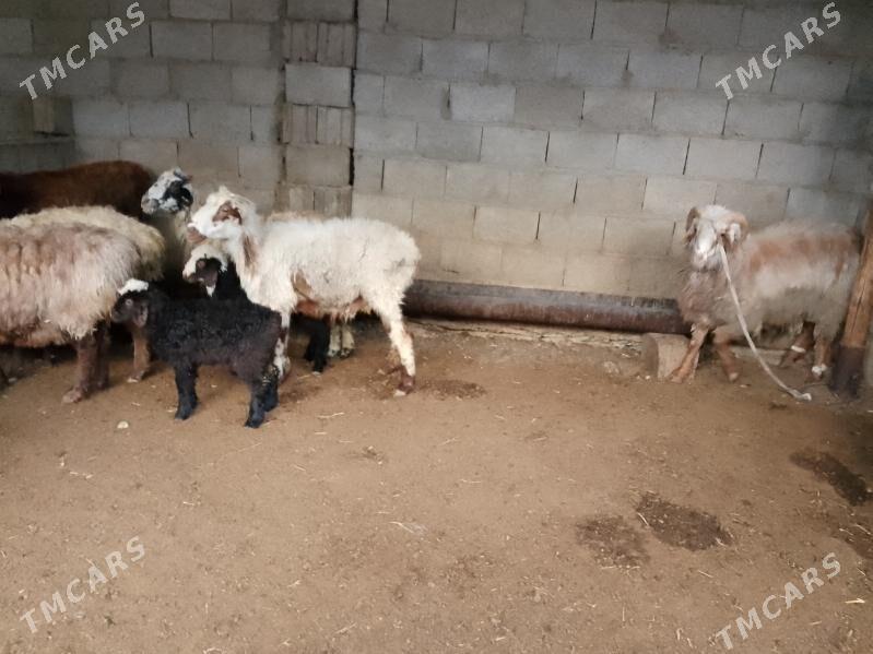 boğaz goýun we gysyr goýun - Balkanabat - img 4