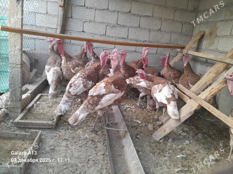 Horaz  Induklar. - Гёкдепе - img 6