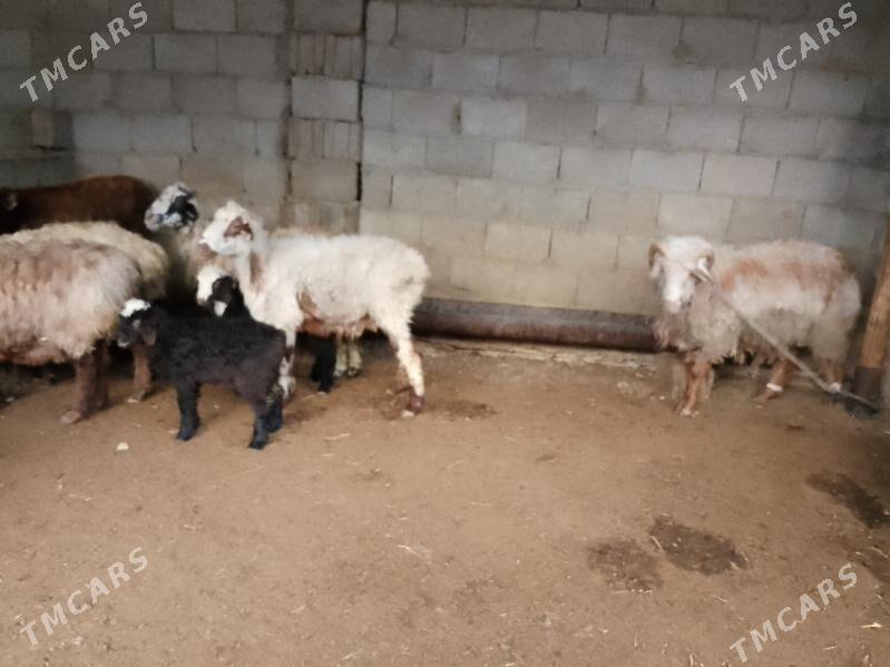 boğaz goýun we gysyr goýun - Balkanabat - img 3