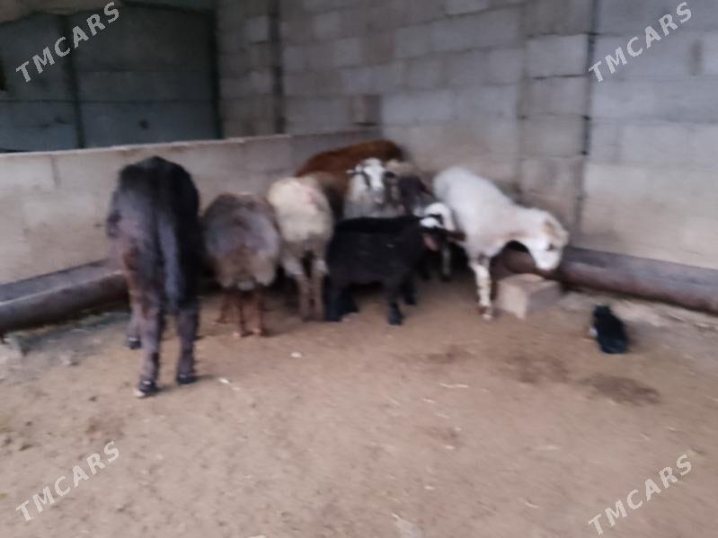 boğaz goýun we gysyr goýun - Балканабат - img 1