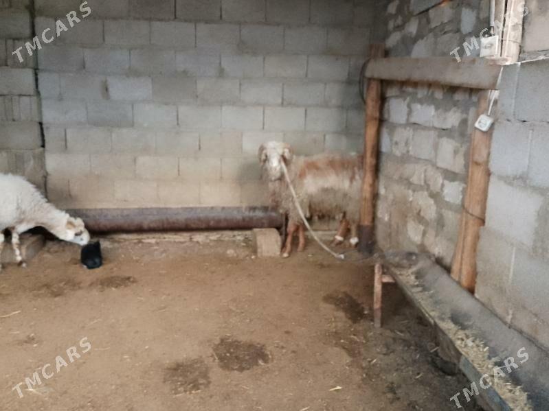 boğaz goýun we gysyr goýun - Balkanabat - img 2