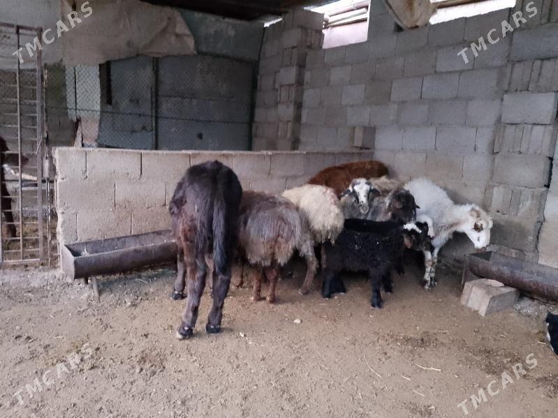 boğaz goýun we gysyr goýun - Balkanabat - img 5