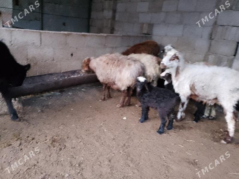 boğaz goýun we gysyr goýun - Balkanabat - img 6