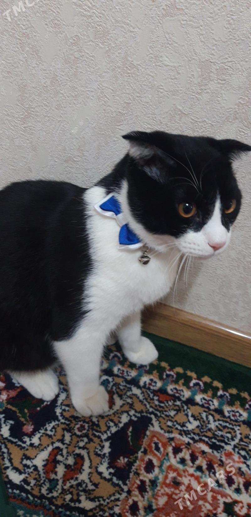 pisik wisla uhaya - Балканабат - img 1