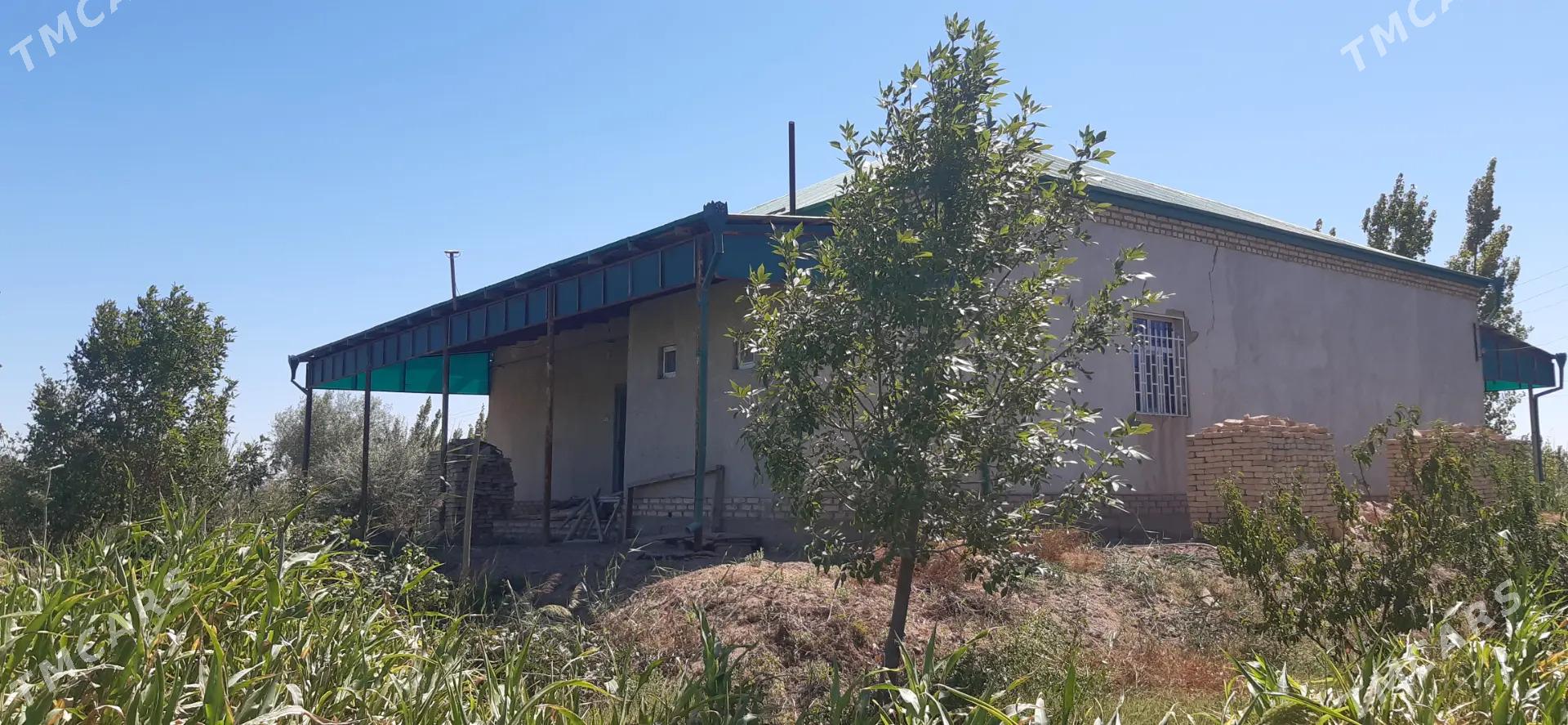 mellek uçaska - Görogly (Tagta) - img 2