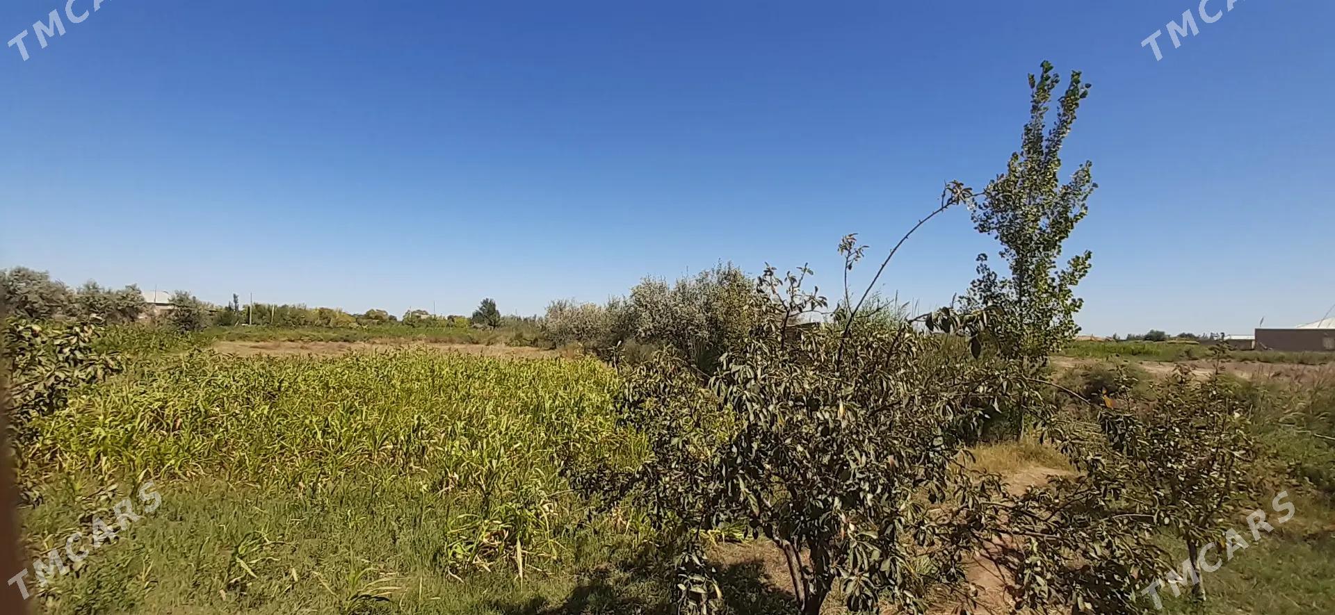 mellek uçaska - Görogly (Tagta) - img 9