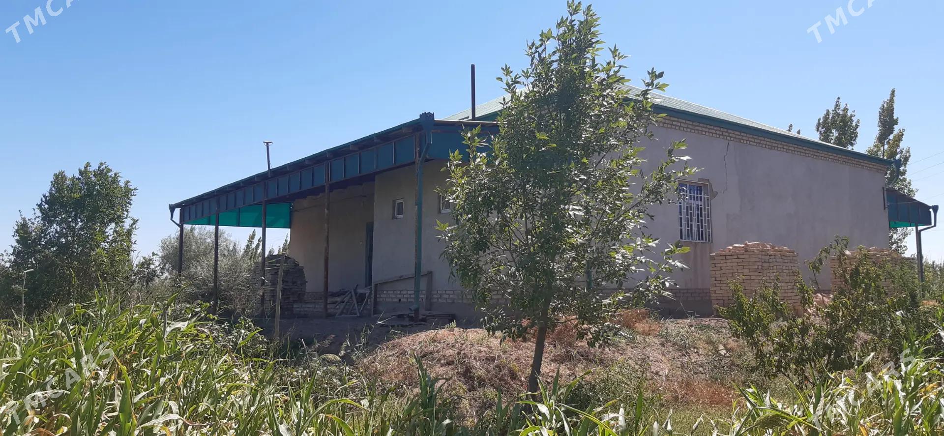 mellek uçaska - Görogly (Tagta) - img 8