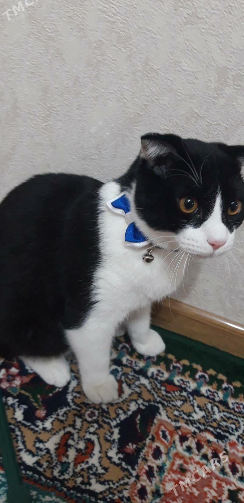 pisik wisla uhaya - Балканабат - img 2