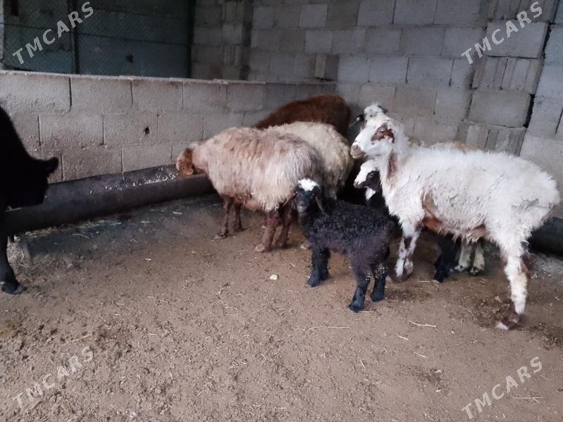 boğaz goýun we gysyr goýun - Balkanabat - img 7