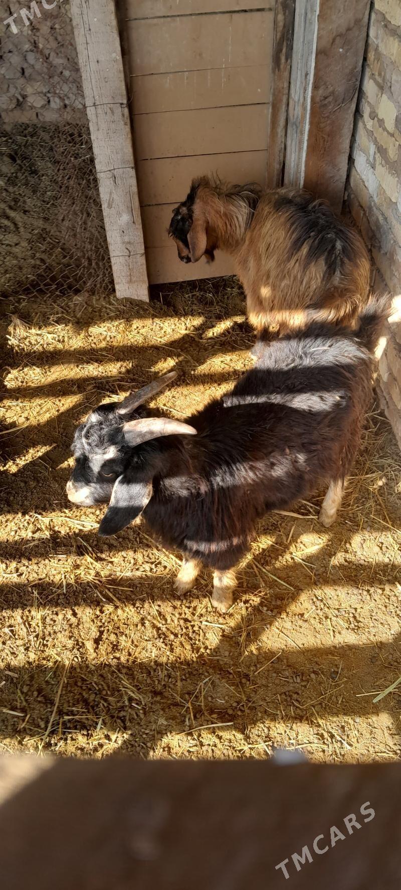 Erkek owlaklar - Сакар - img 1