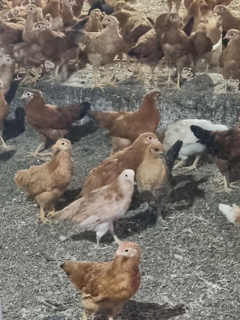 juyje - Теджен - img 1