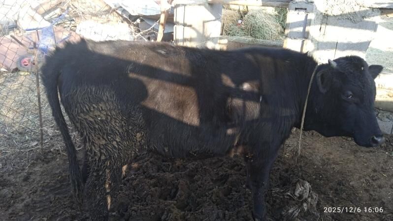 okuz,2sany - Бахарден - img 4