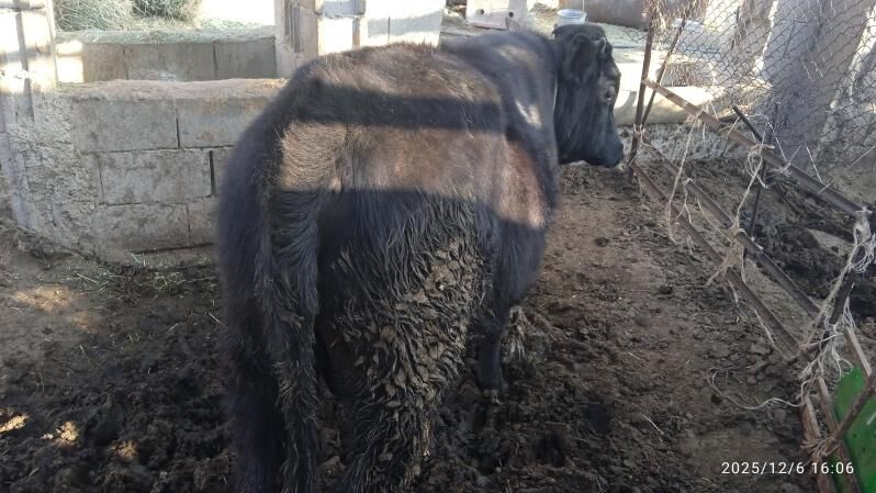 okuz,2sany - Бахарден - img 3