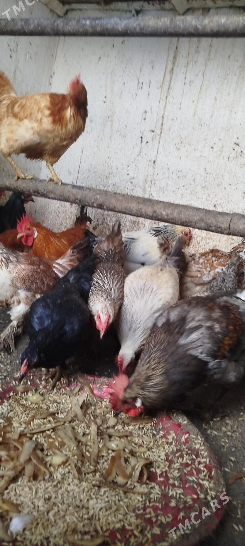 towuk we horaz - Gyzylarbat - img 3