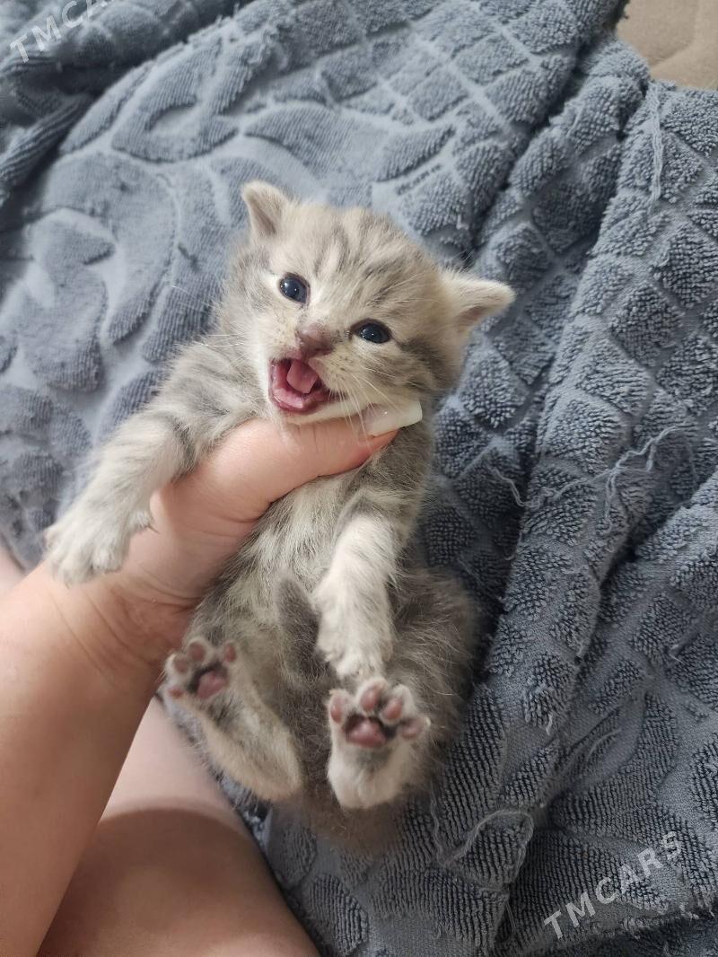 Шотландские котята - Aşgabat - img 3