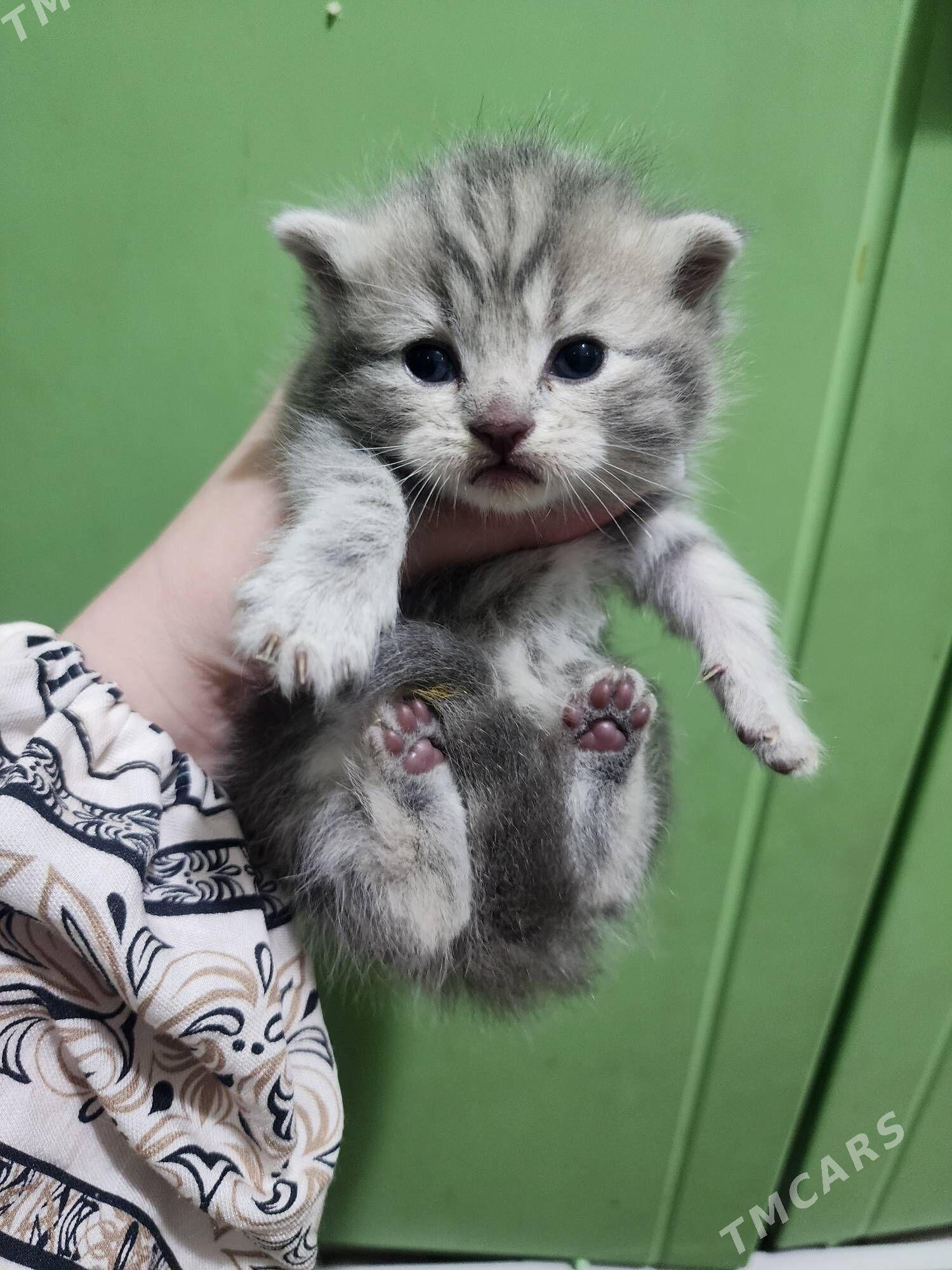 Шотландские котята - Aşgabat - img 4