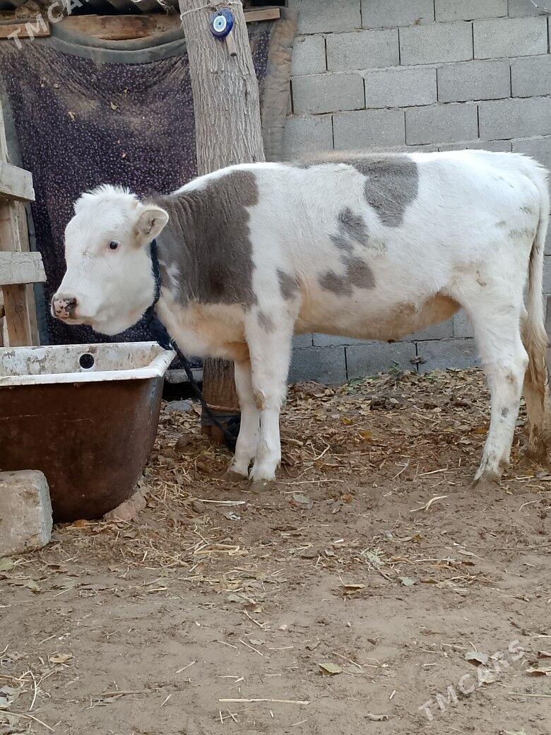 Tohum Tüwe - Чоганлы - img 1