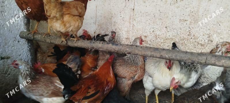 towuk we horaz - Гызыларбат - img 1