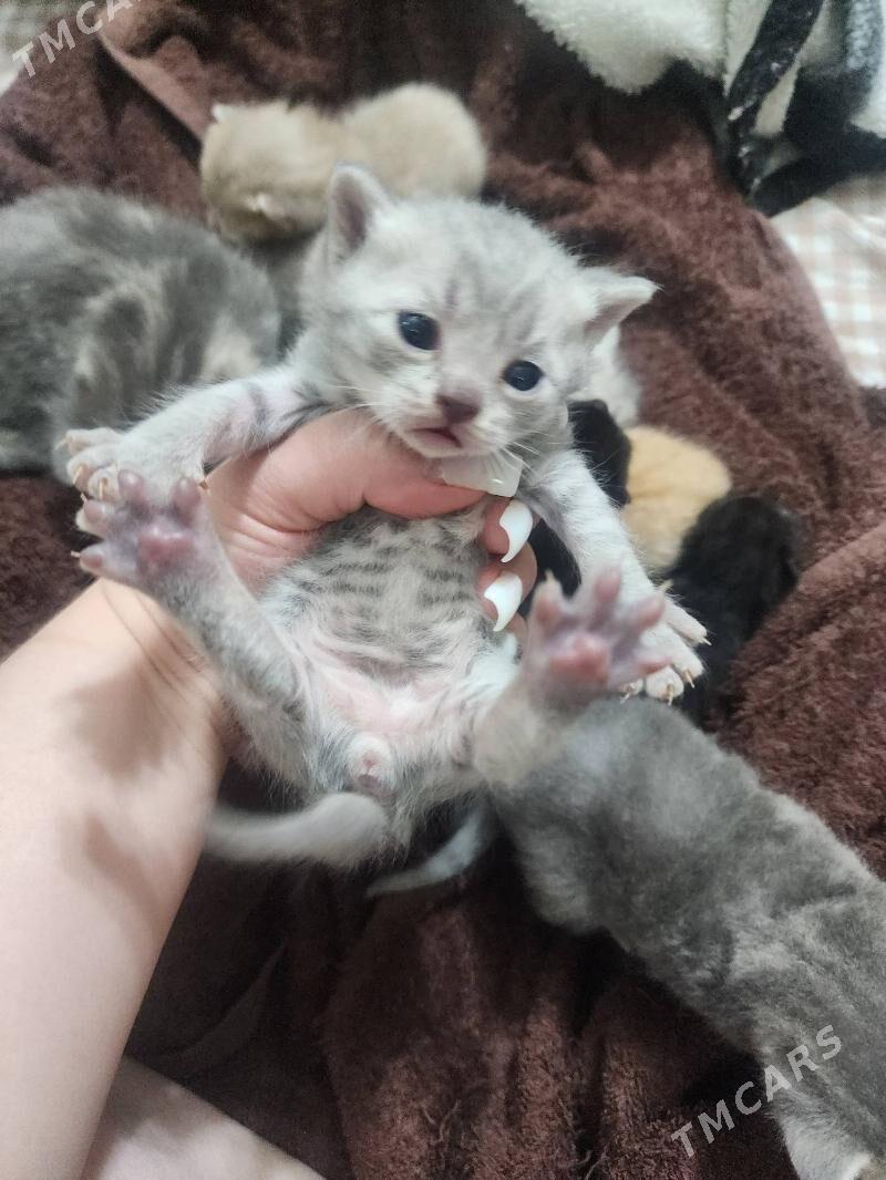 Шотландские котята - Aşgabat - img 9