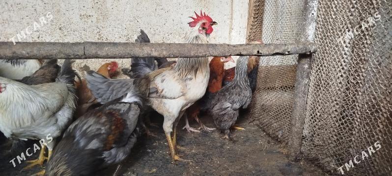 towuk we horaz - Gyzylarbat - img 2