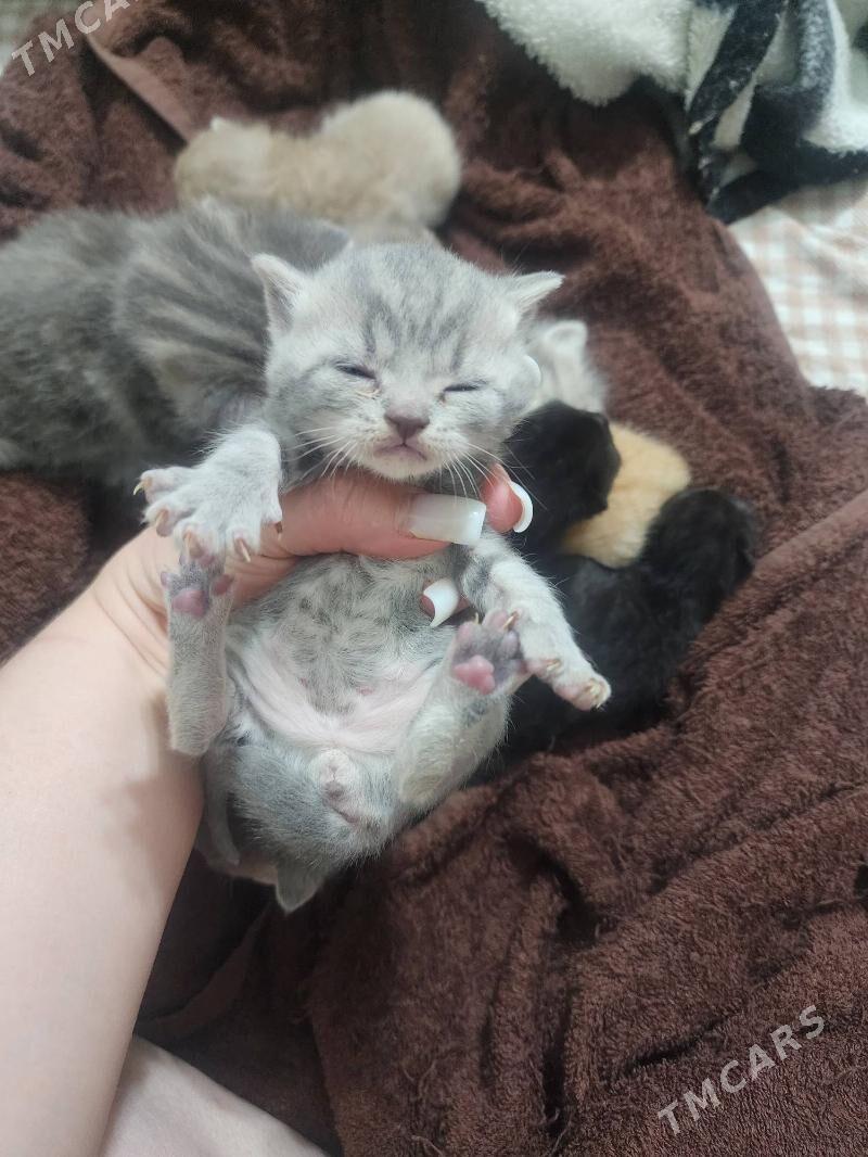 Шотландские котята - Aşgabat - img 6