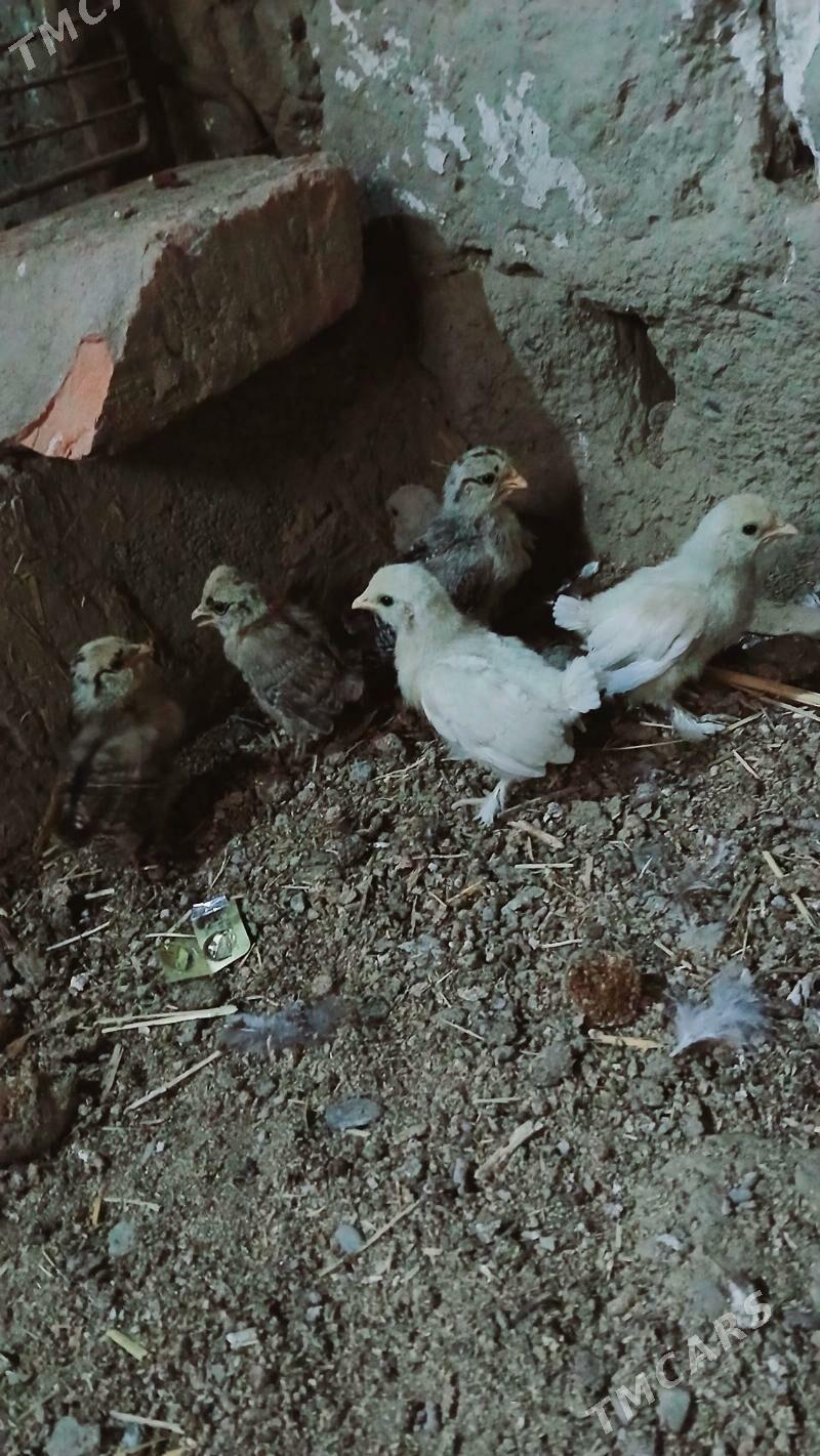 karlik juje - Bäherden - img 1