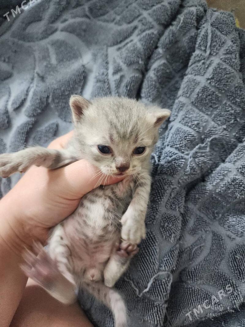 Шотландские котята - Aşgabat - img 2