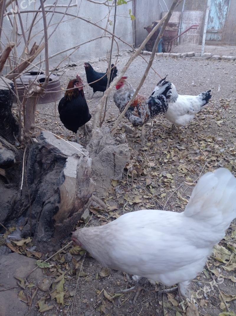 Towuklar we horazlar - Gyzylarbat - img 5