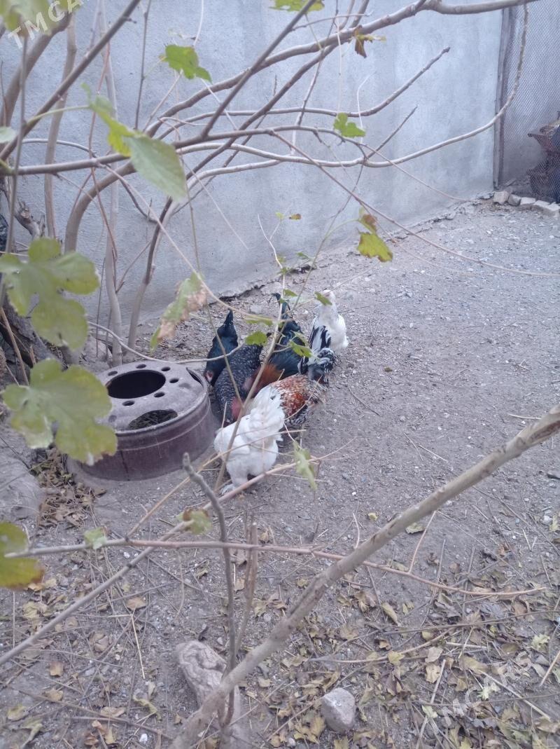 Towuklar we horazlar - Gyzylarbat - img 3