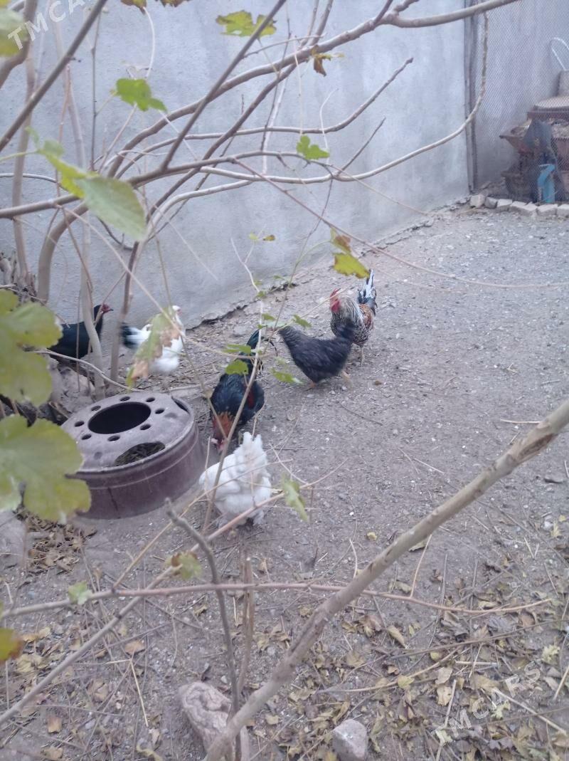 Towuklar we horazlar - Gyzylarbat - img 4