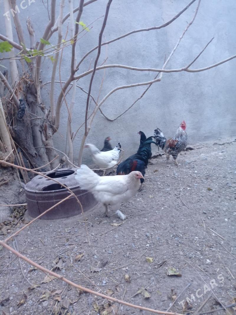 Towuklar we horazlar - Gyzylarbat - img 2