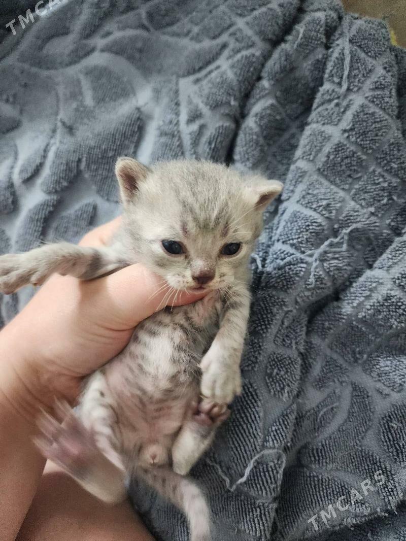 Шотландские котята - Aşgabat - img 3