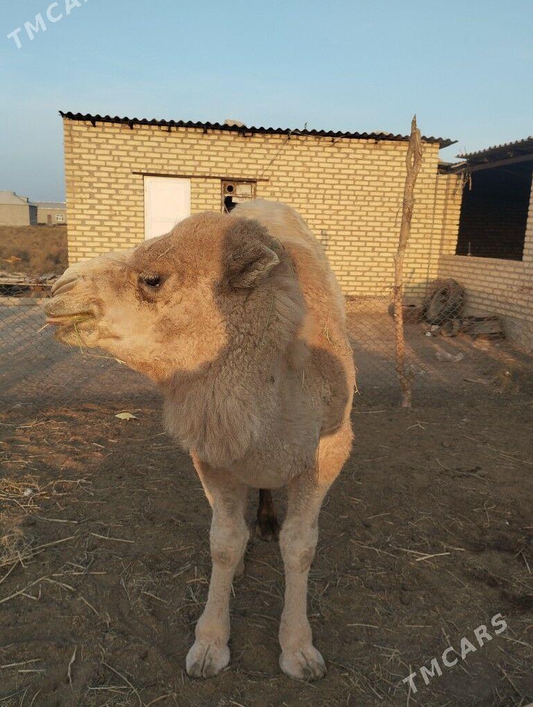 Köşekli düýe - Теджен - img 2