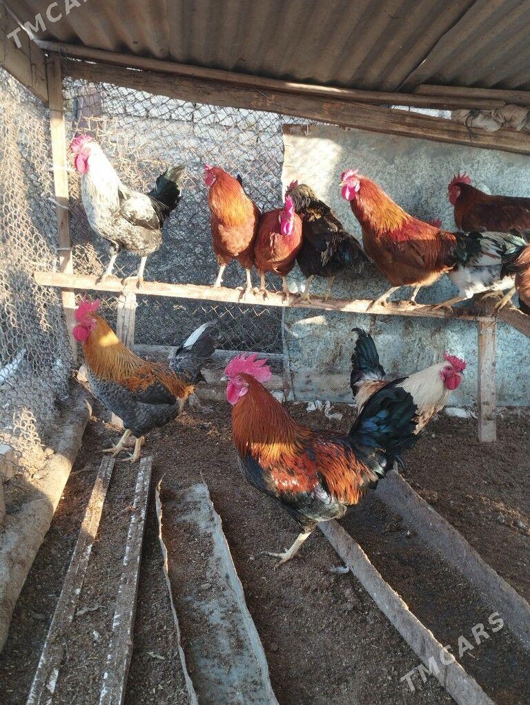 Horaz - Чарджоу - img 1