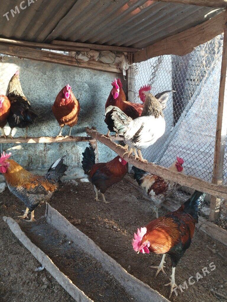 Horaz - Чарджоу - img 2