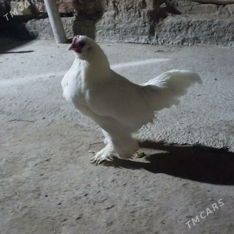 karlık horaz - Чарджоу - img 3