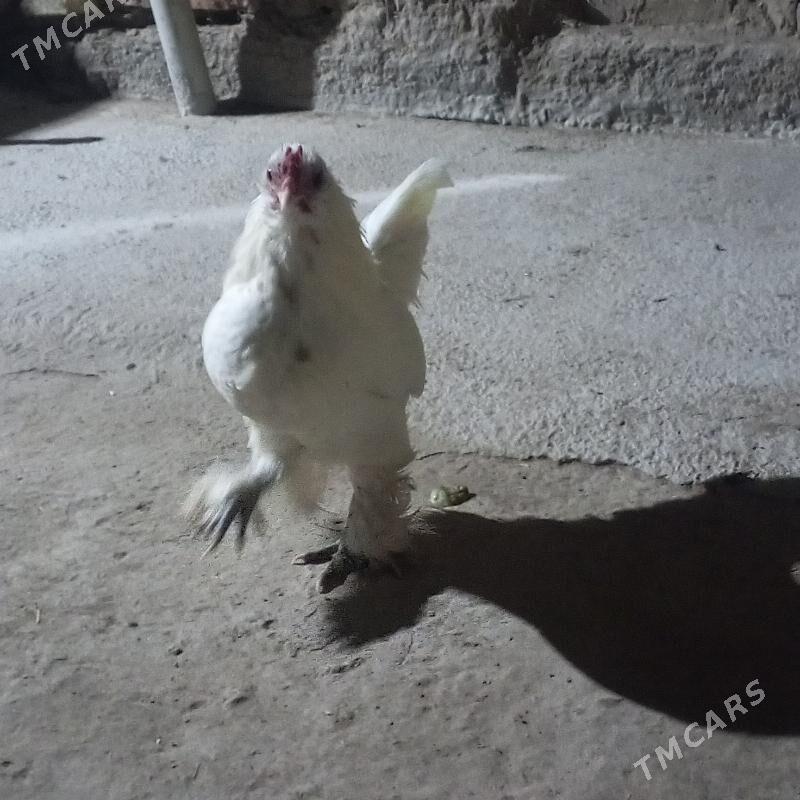 karlık horaz - Чарджоу - img 2