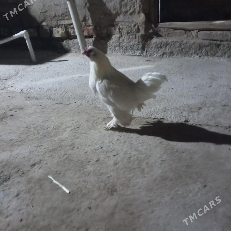 karlık horaz - Чарджоу - img 4